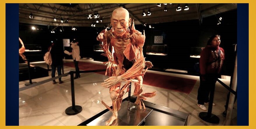 REGRESA A MÉXICO LA EXPO  ‘OUR BODY: EL UNIVERSO DENTRO’