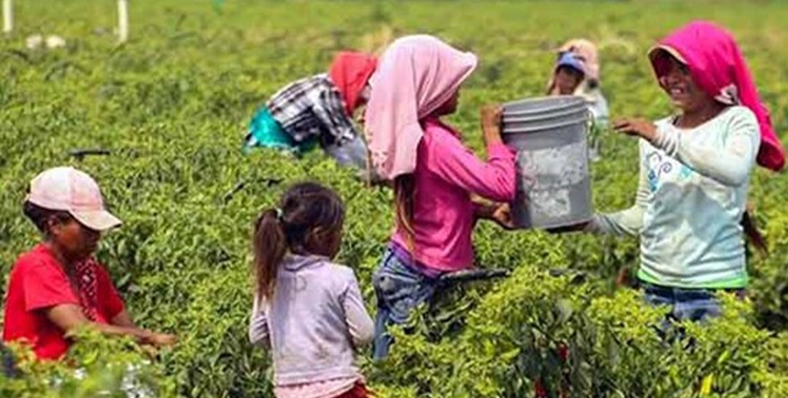 PREVALECE EL TRABAJO INFANTIL