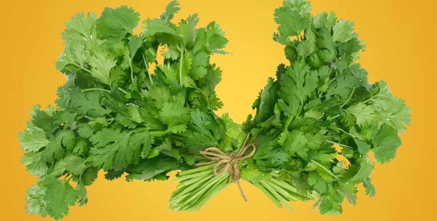 SE DISPARA PRECIO DEL CILANTRO ANTE EFECTOS DE LA SEQUÍA