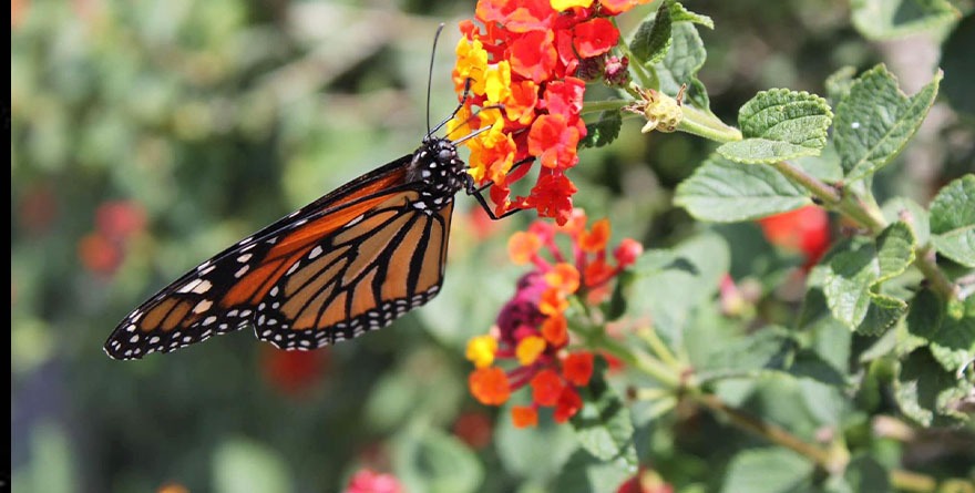 SE REGISTRA EN SAN LUIS POTOSÍ FENÓMENO MIGRATORIO DE MARIPOSAS