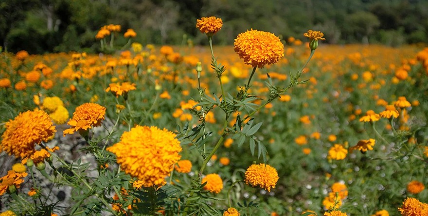 FLORECEN EN SANTIAGO CAMPOS DE CEMPASÚCHIL